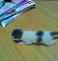 u˂݂݂vek